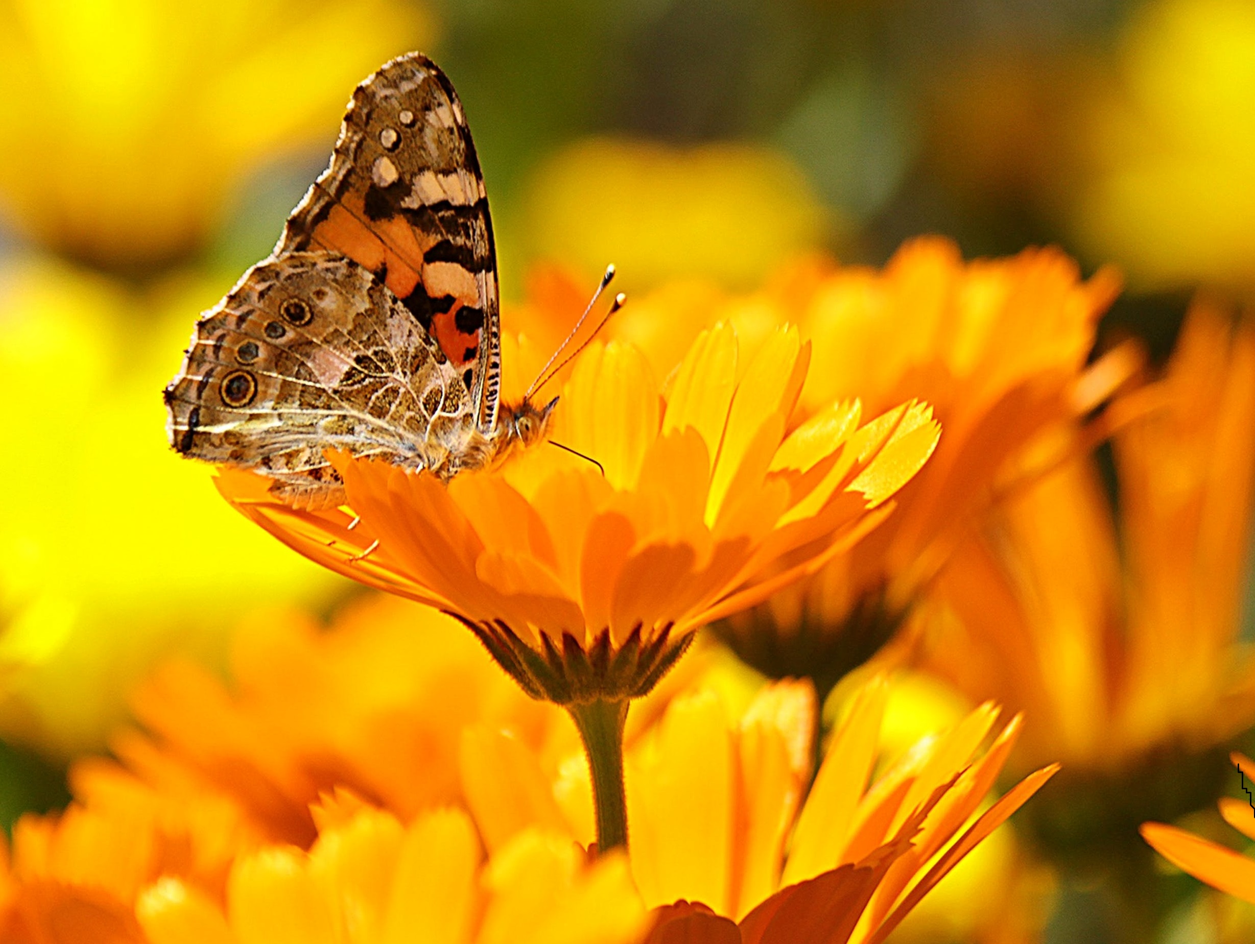 beauty_portfolio_1