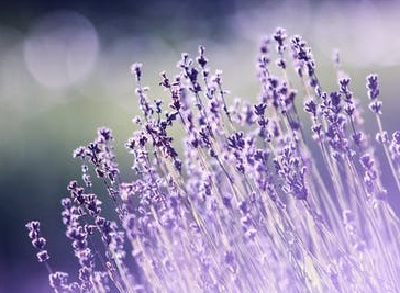 beauty_portfolio_1